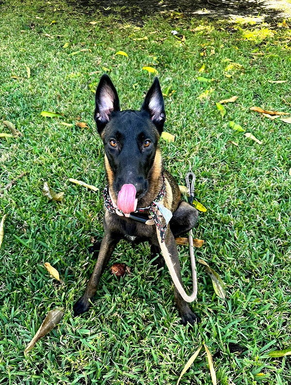 mckinley_1 image ~ Altpins