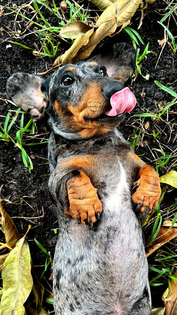 mckinley_1 image ~ Altpins