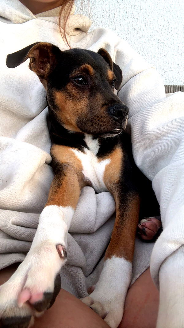 mckinley_1 image ~ Altpins