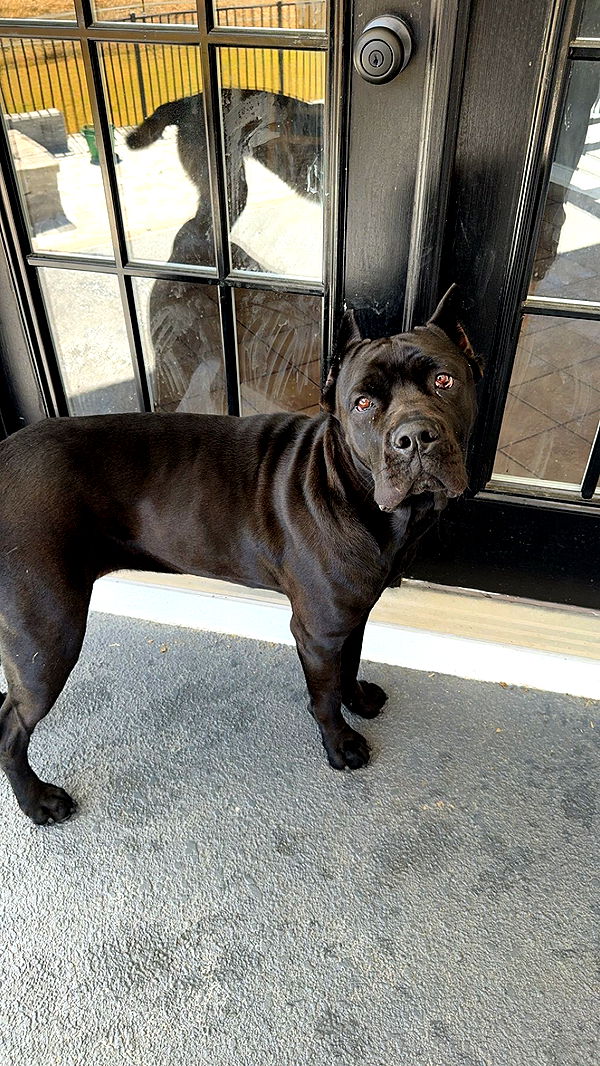 mckinley_1 image ~ Altpins