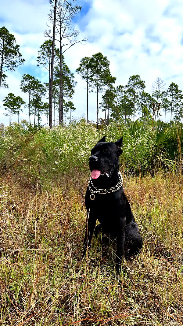 mckinley_1 image ~ Altpins