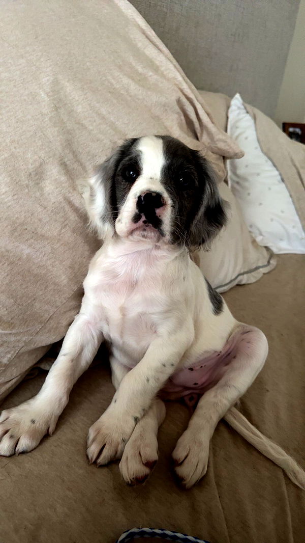 mckinley_1 image ~ Altpins