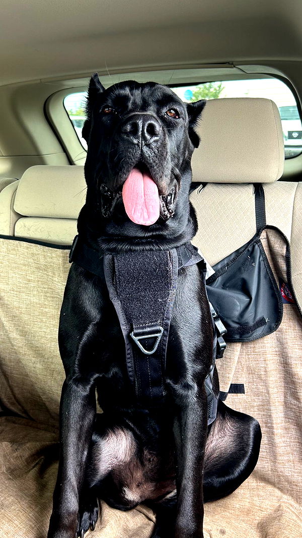 mckinley_1 image ~ Altpins