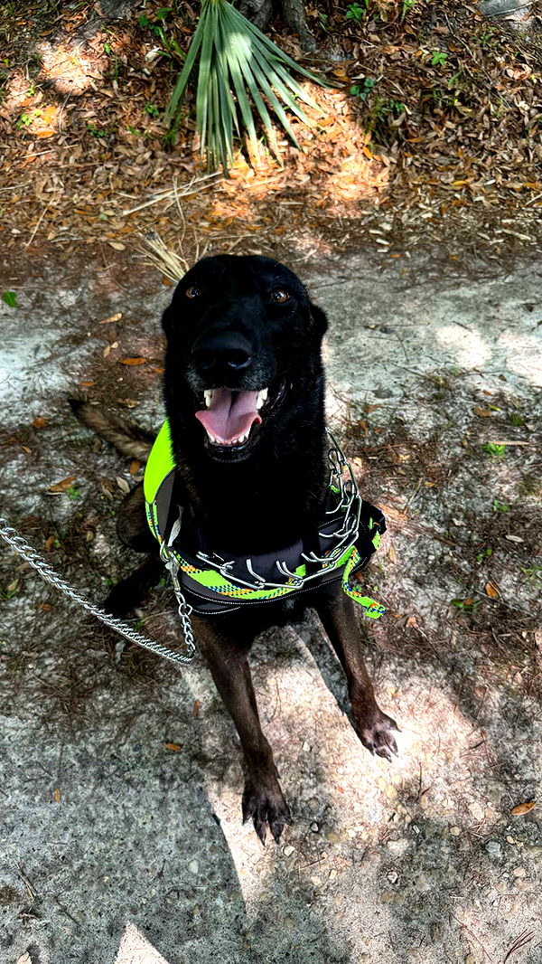 mckinley_1 image ~ Altpins