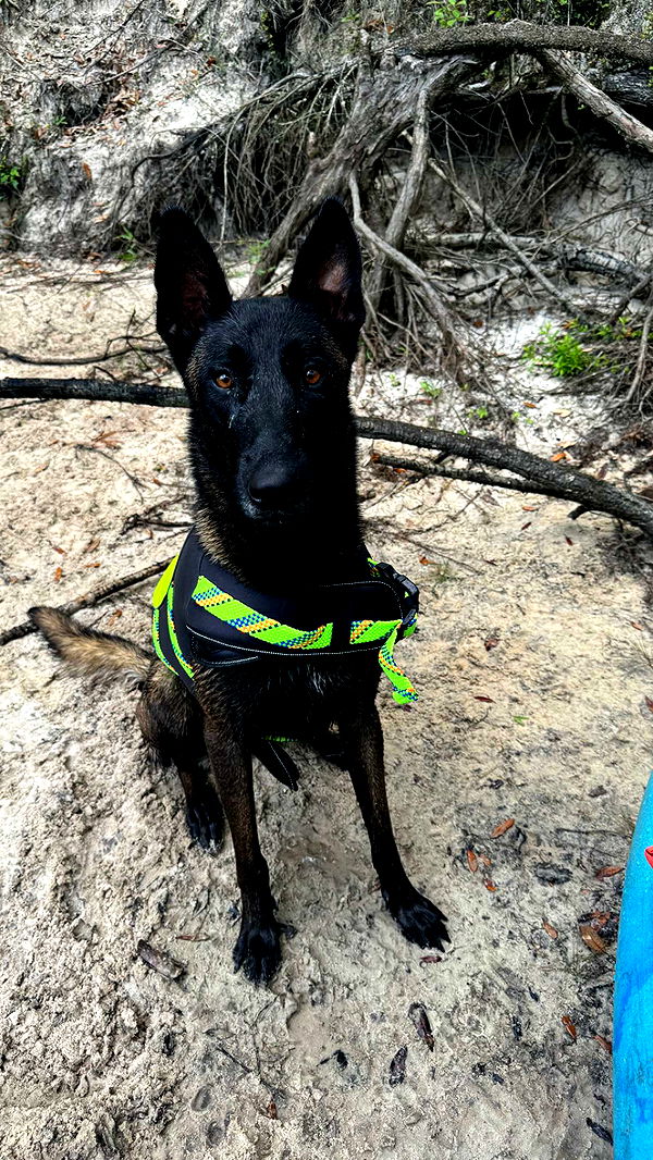 mckinley_1 image ~ Altpins