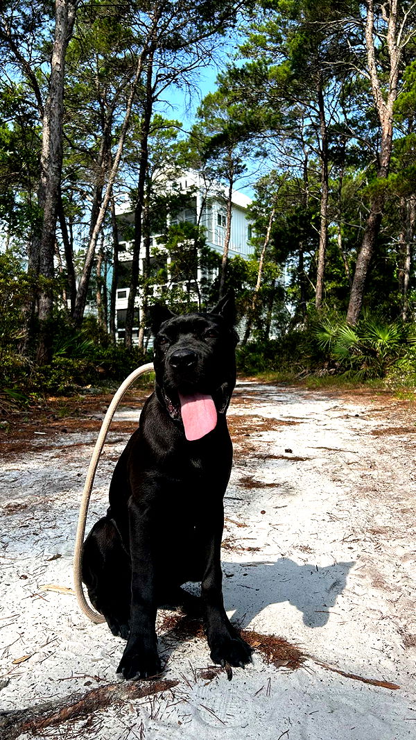 mckinley_1 image ~ Altpins