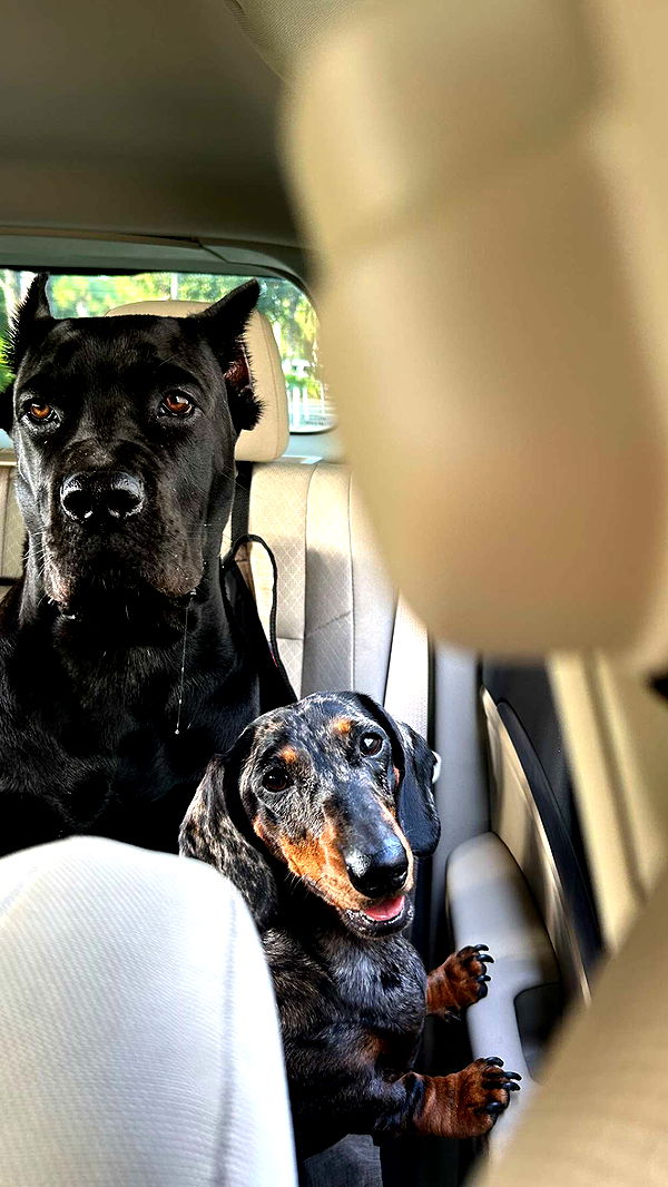 mckinley_1 image ~ Altpins