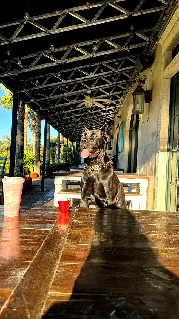 mckinley_1 image ~ Altpins