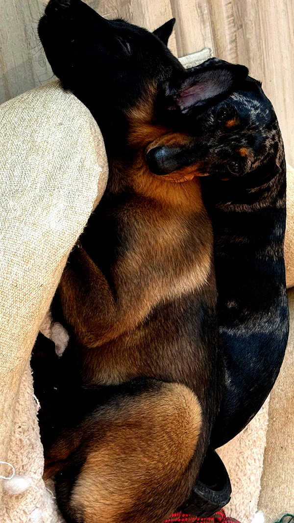 mckinley_1 image ~ Altpins