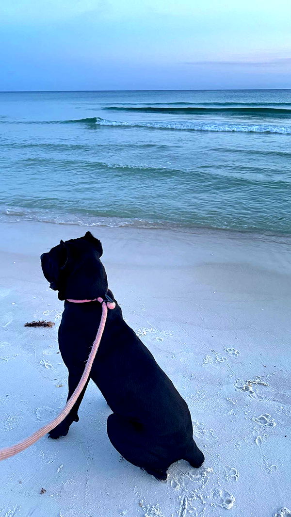 mckinley_1 image ~ Altpins