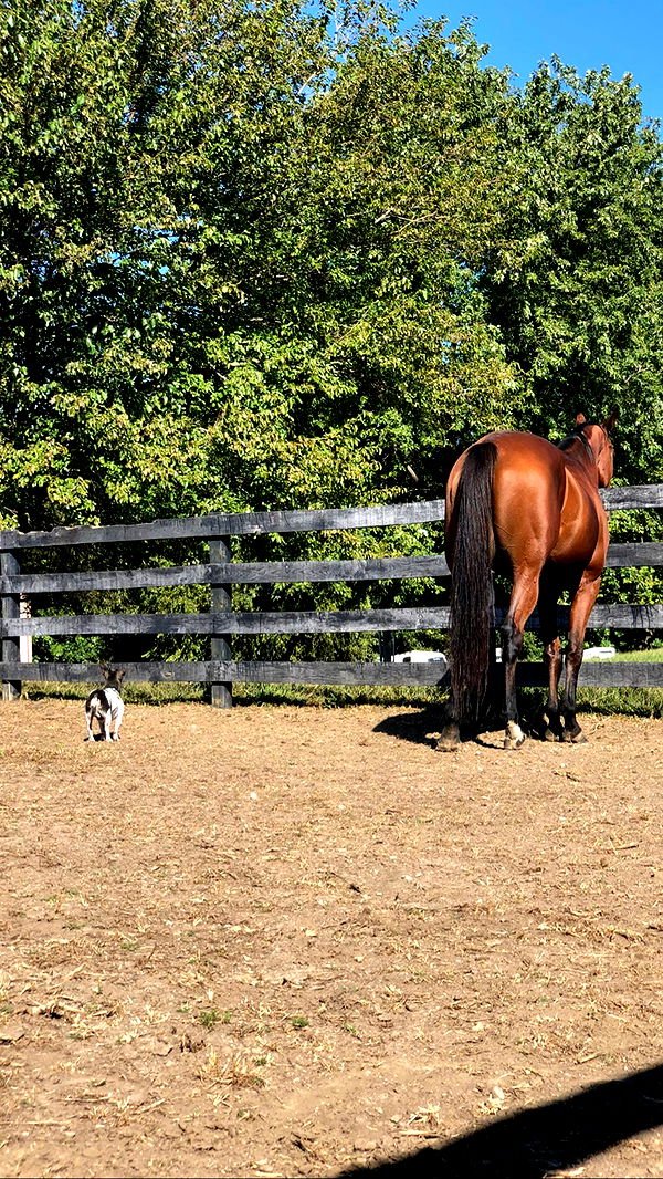 mckinley_1 image ~ Altpins