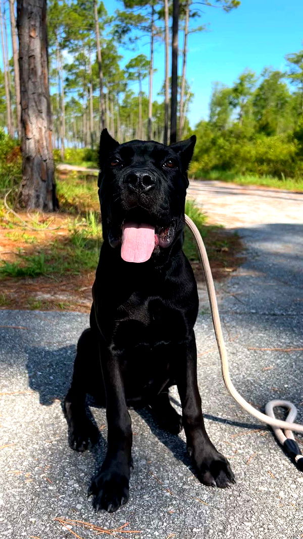 mckinley_1 image ~ Altpins