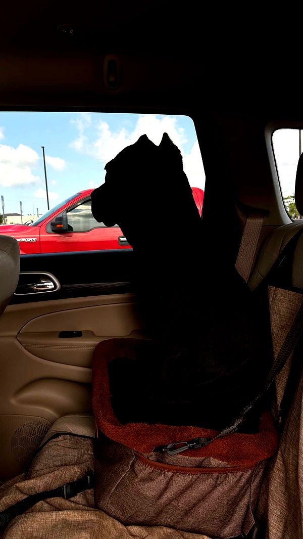 mckinley_1 image ~ Altpins