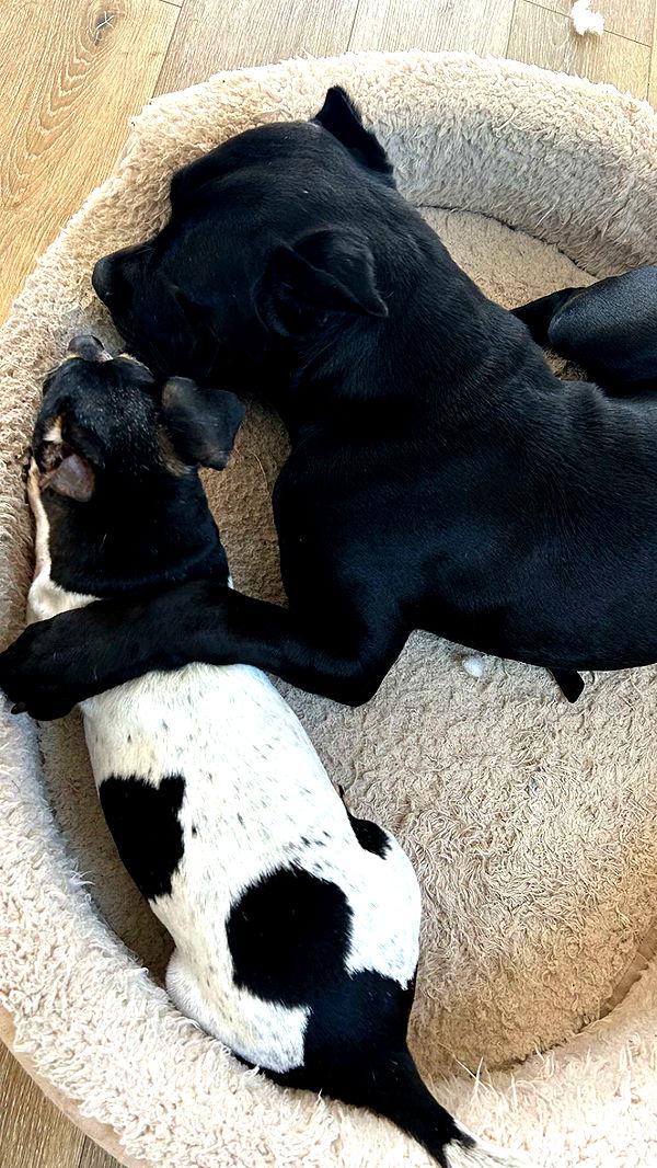 mckinley_1 image ~ Altpins