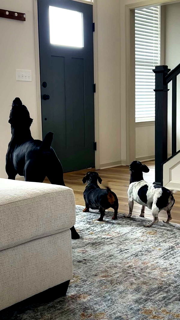 mckinley_1 image ~ Altpins