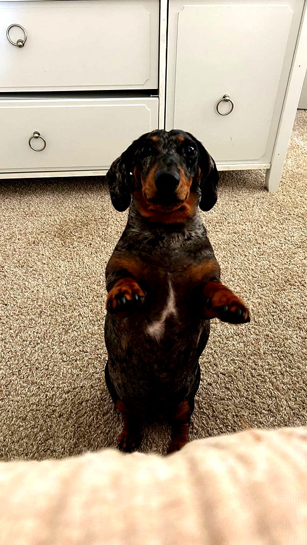 mckinley_1 image ~ Altpins