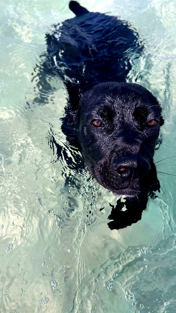 mckinley_1 image ~ Altpins