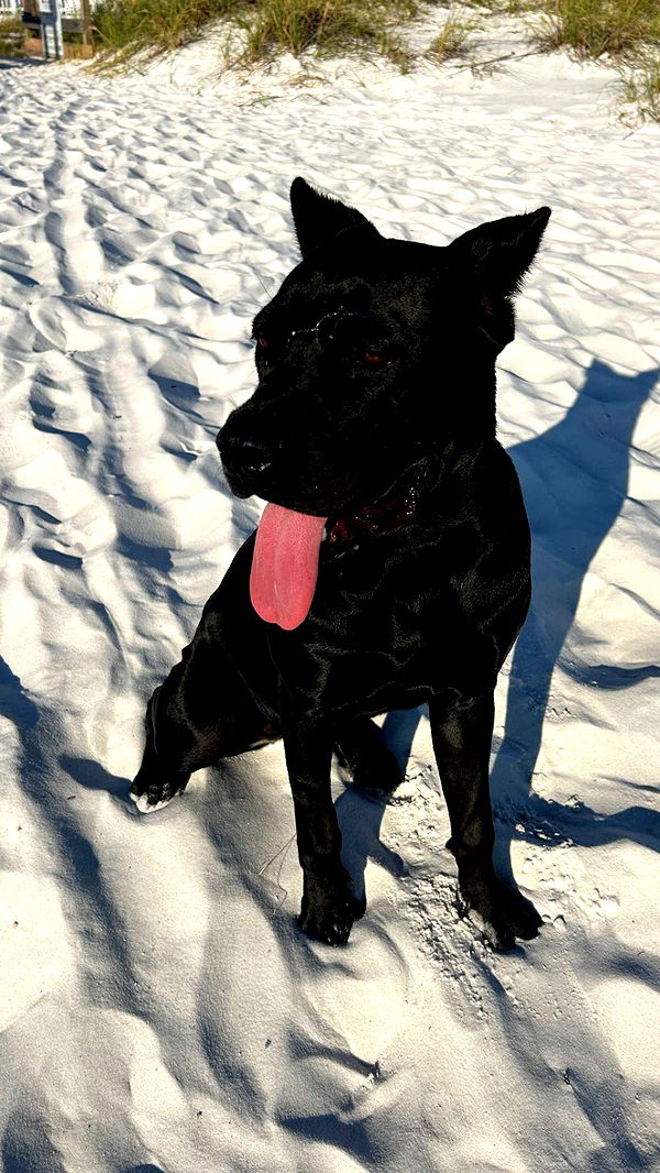 mckinley_1 image ~ Altpins