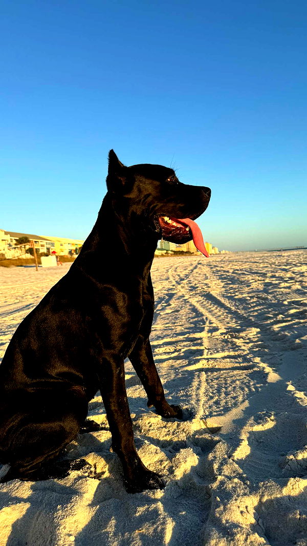 mckinley_1 image ~ Altpins