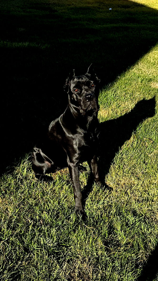 mckinley_1 image ~ Altpins