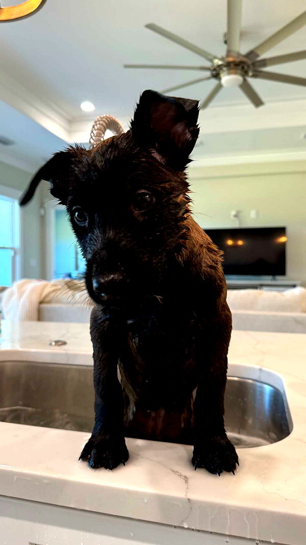 mckinley_1 image ~ Altpins