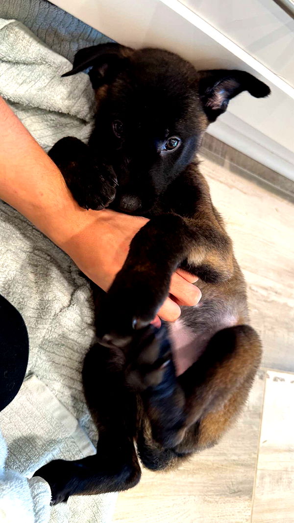 mckinley_1 image ~ Altpins