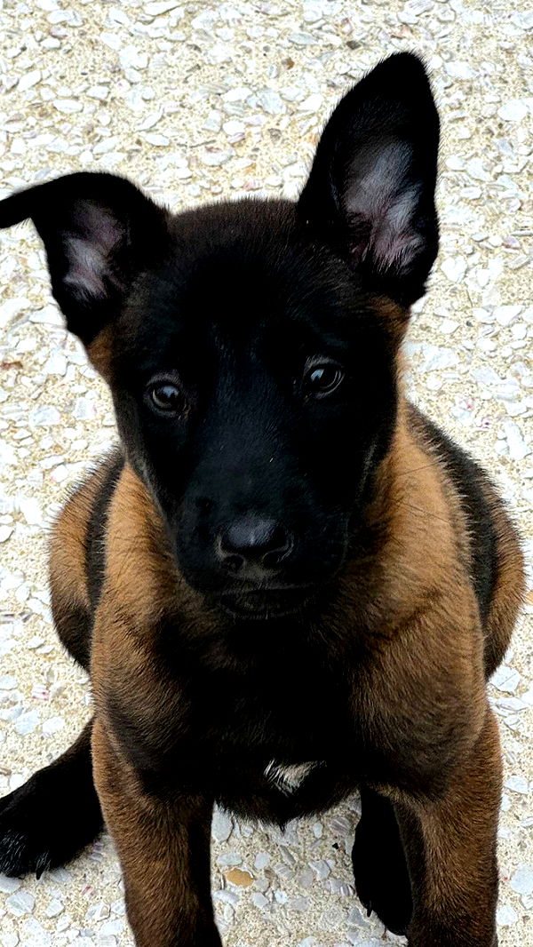 mckinley_1 image ~ Altpins