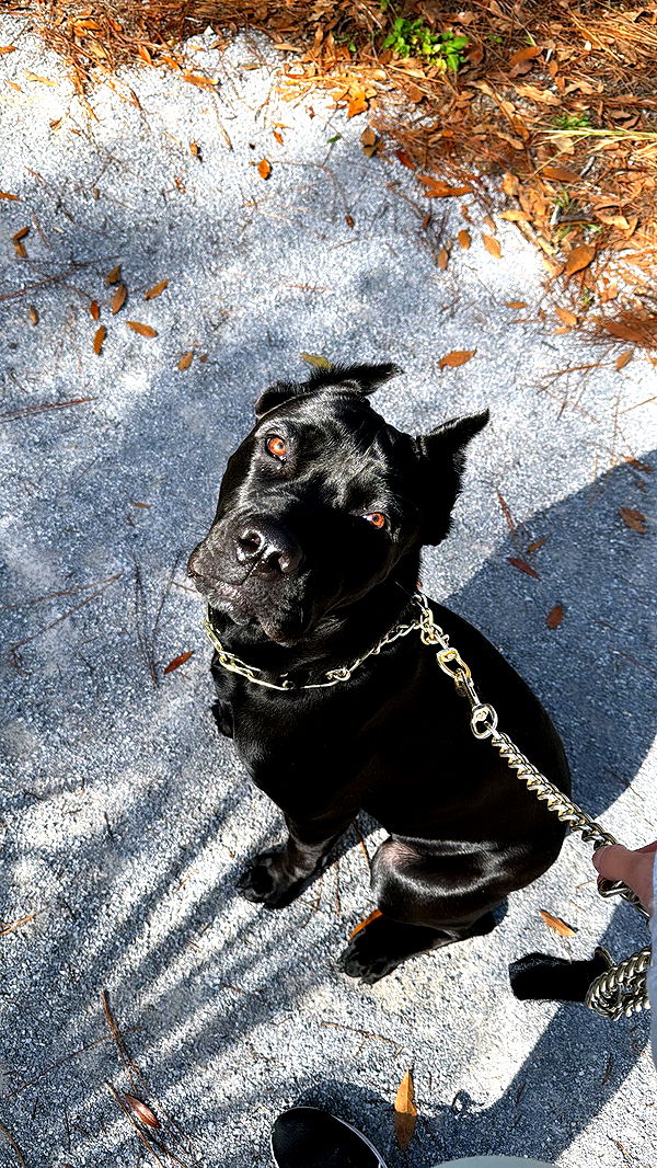 mckinley_1 image ~ Altpins