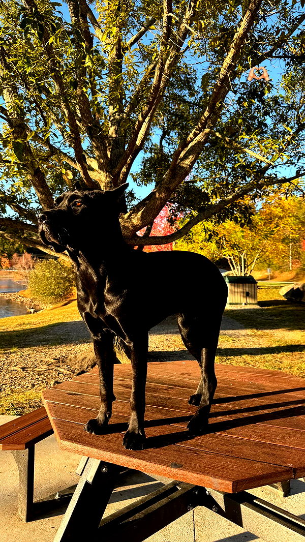 mckinley_1 image ~ Altpins