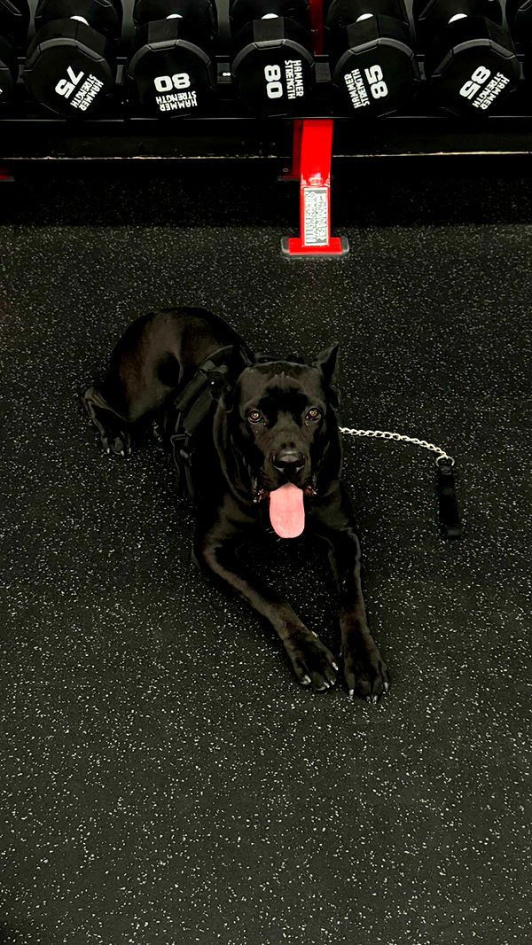 mckinley_1 image ~ Altpins