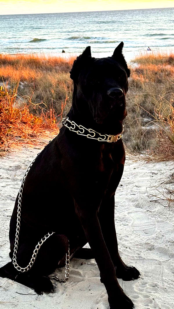 mckinley_1 image ~ Altpins