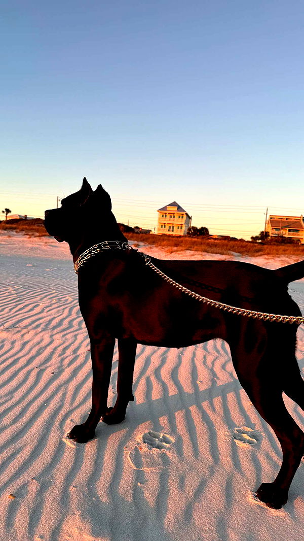 mckinley_1 image ~ Altpins