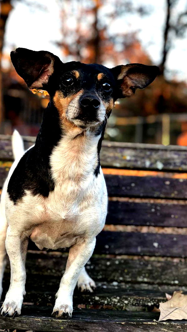 mckinley_1 image ~ Altpins