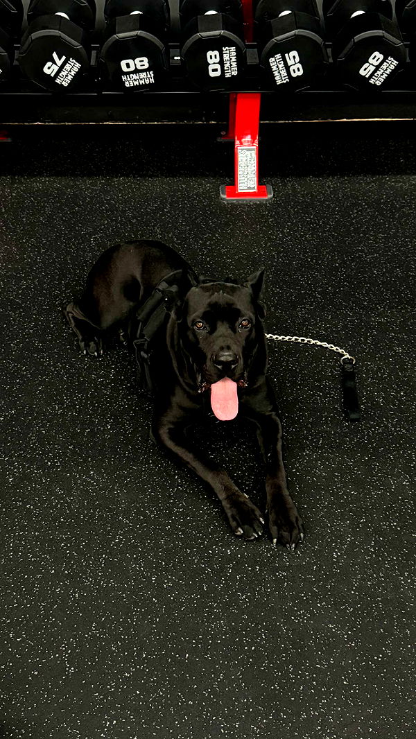 mckinley_1 image ~ Altpins