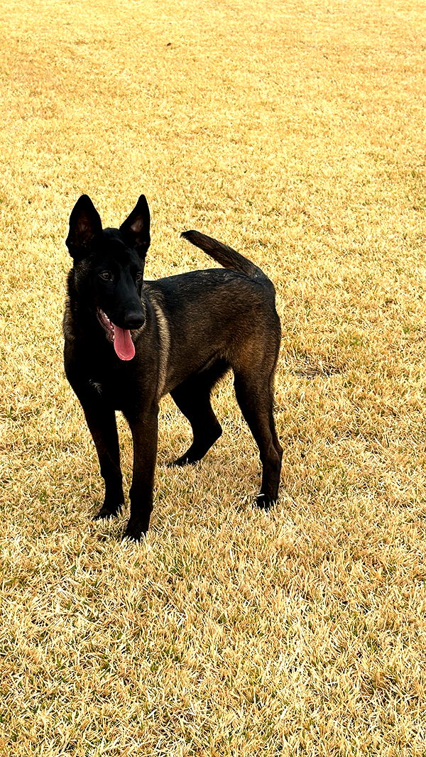 mckinley_1 image ~ Altpins