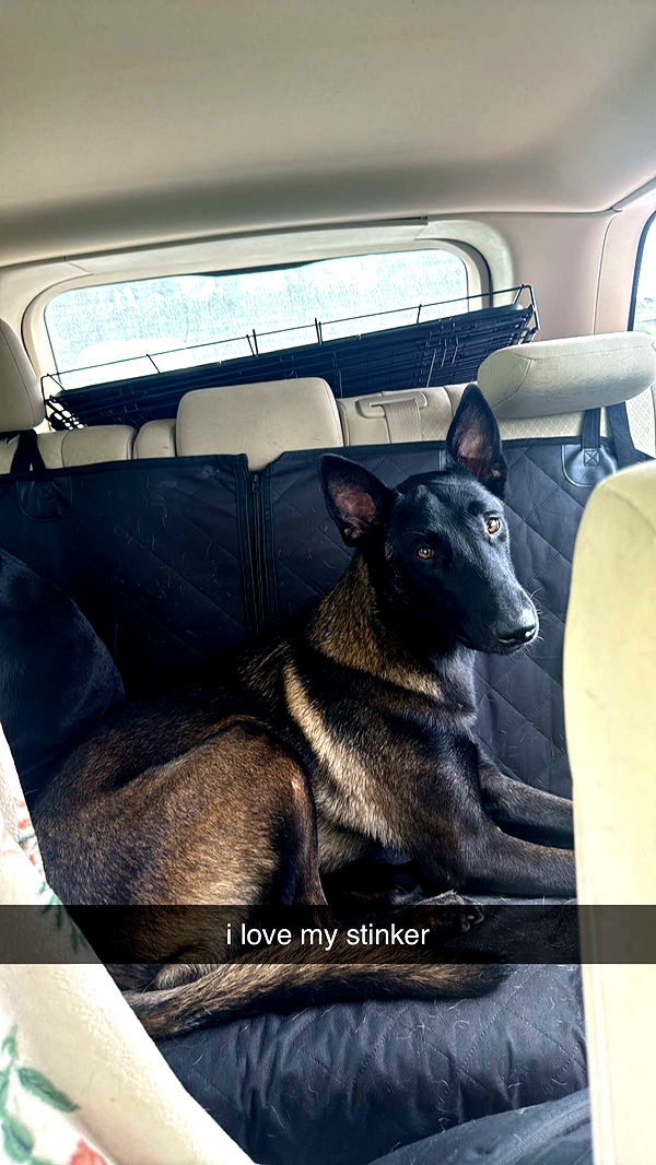 mckinley_1 image ~ Altpins