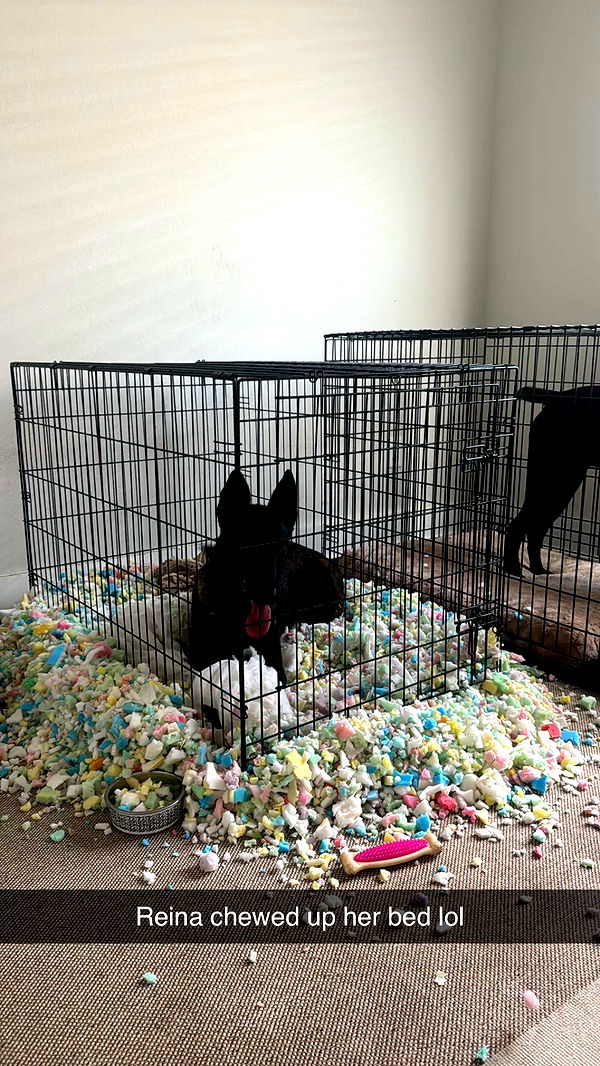 mckinley_1 image ~ Altpins