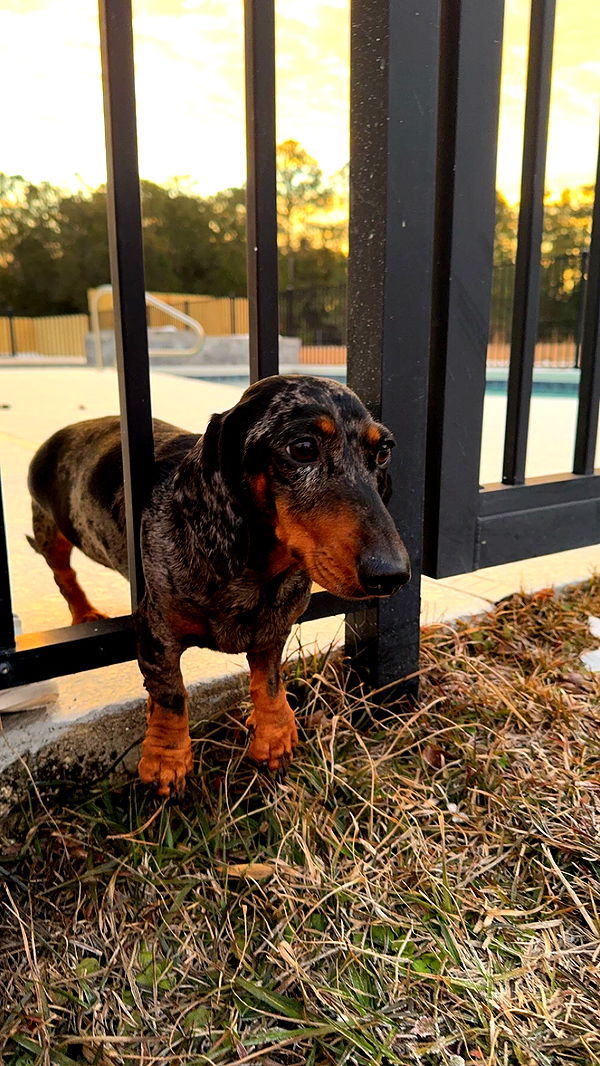 mckinley_1 image ~ Altpins