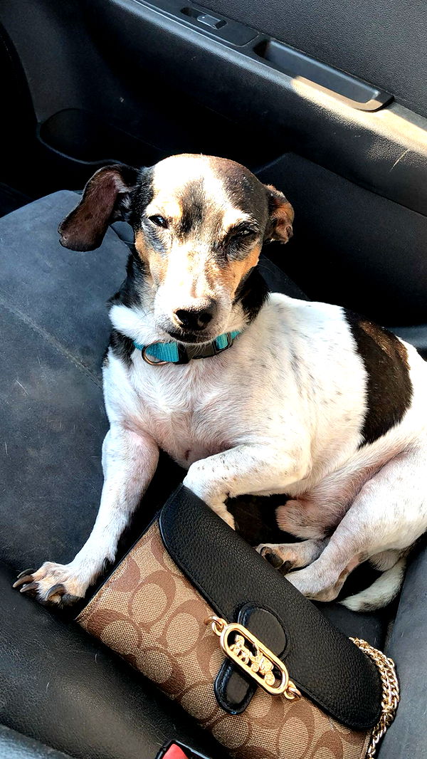 mckinley_1 image ~ Altpins