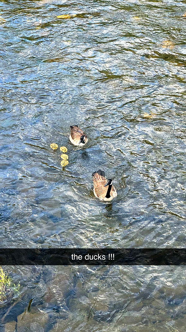 mckinley_1 image ~ Altpins