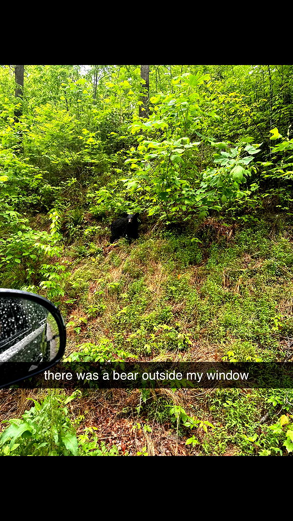 mckinley_1 image ~ Altpins