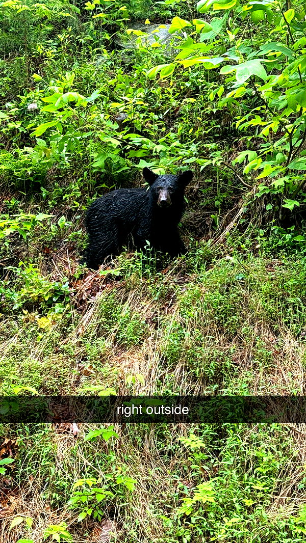 mckinley_1 image ~ Altpins