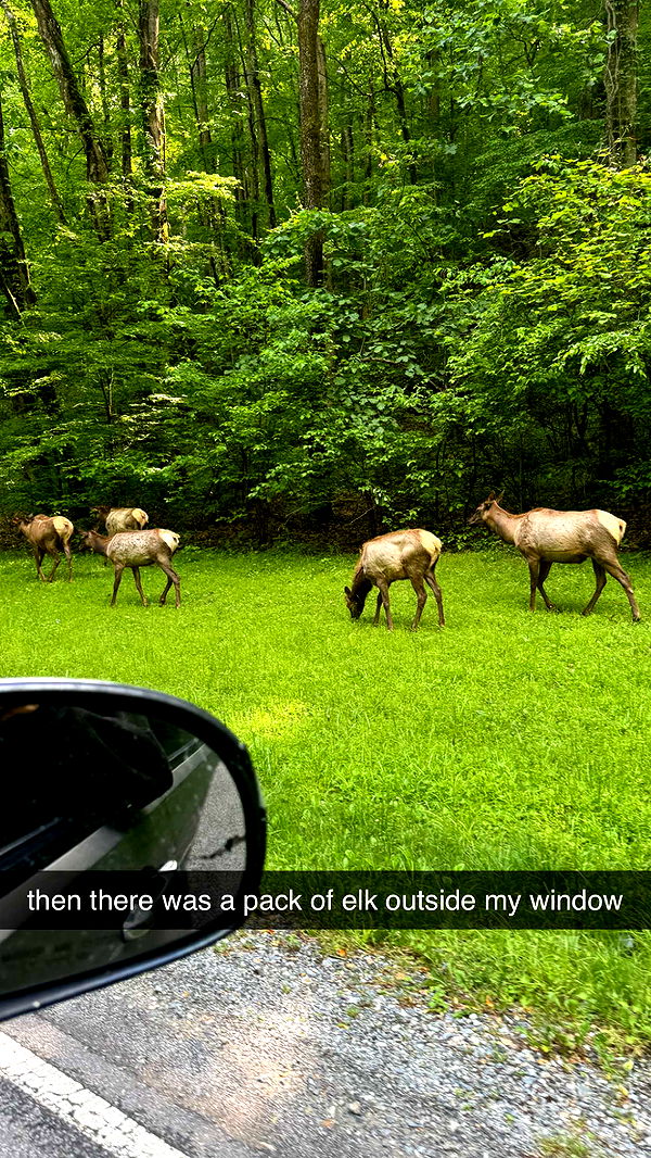 mckinley_1 image ~ Altpins