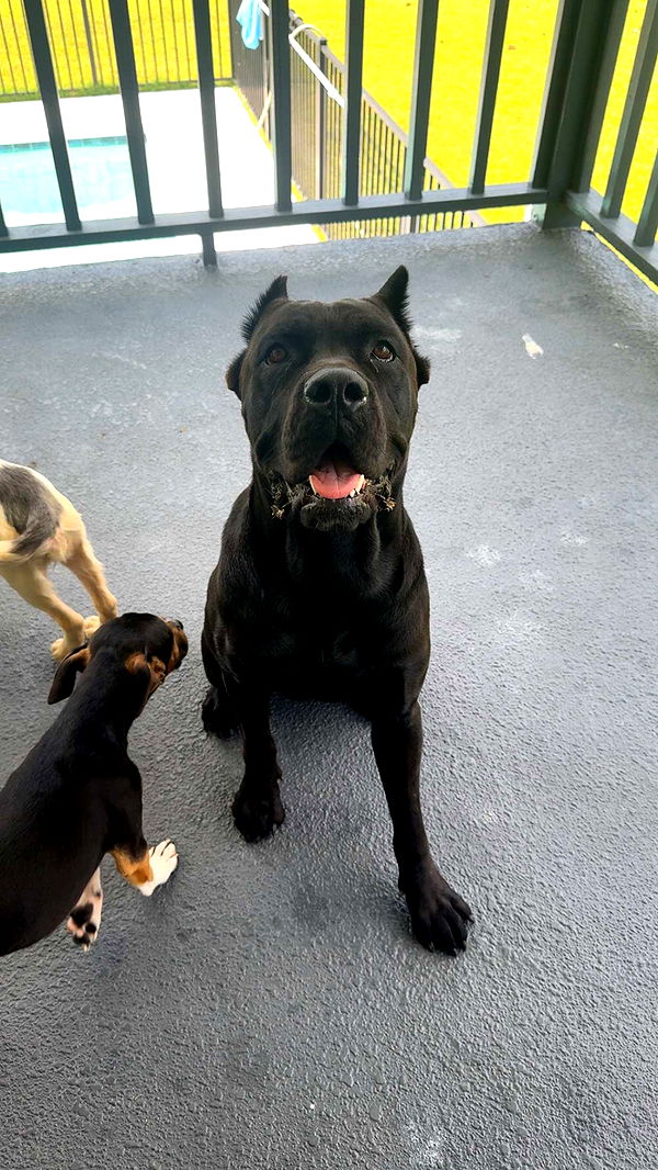 mckinley_1 image ~ Altpins