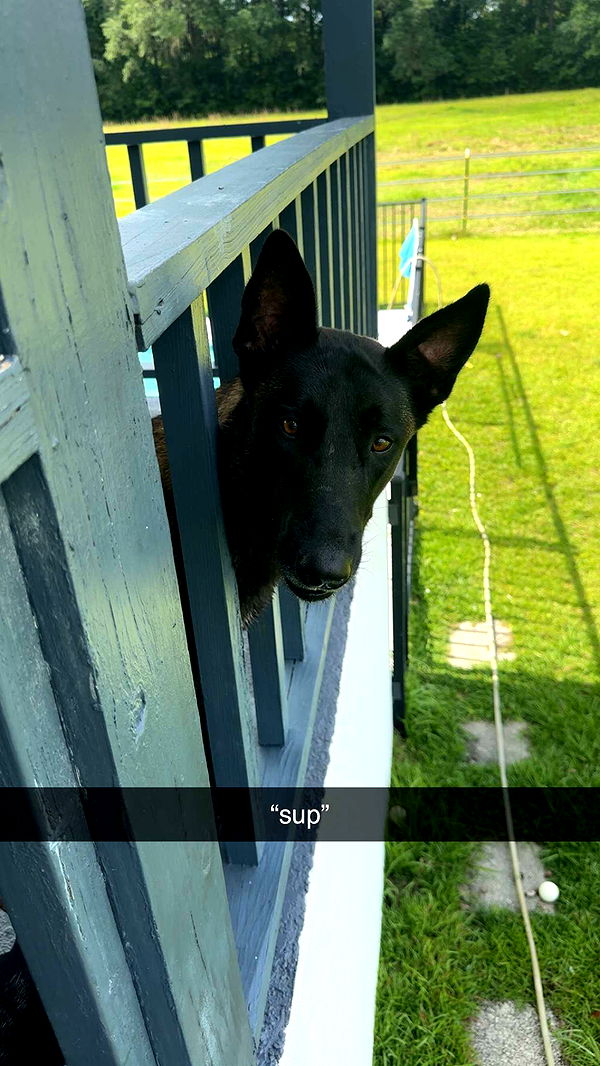 mckinley_1 image ~ Altpins