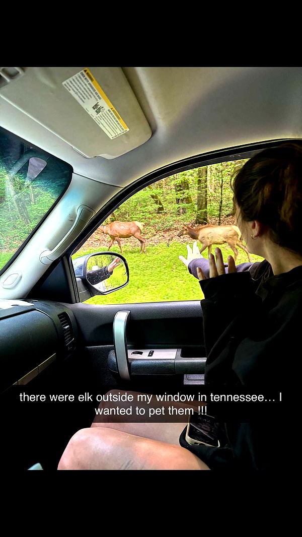 mckinley_1 image ~ Altpins