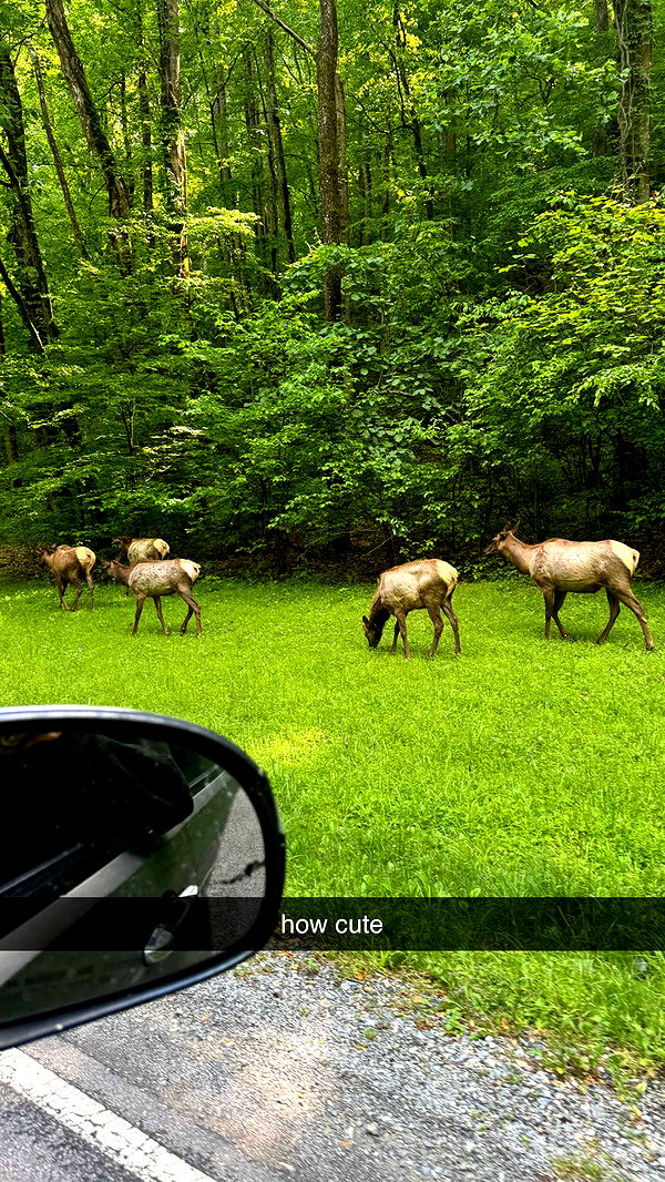 mckinley_1 image ~ Altpins