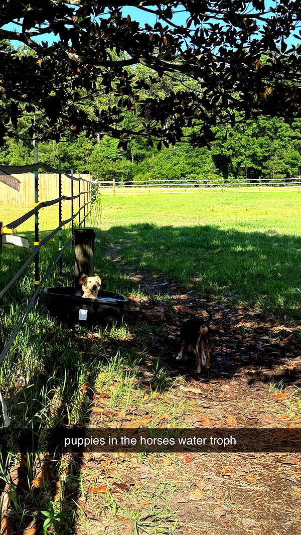 mckinley_1 image ~ Altpins