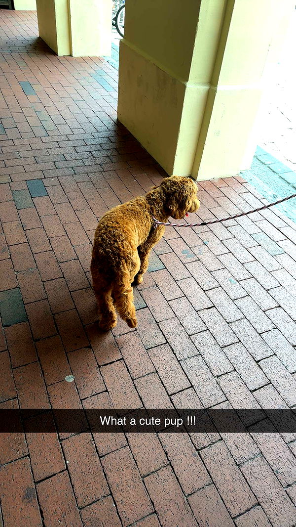 mckinley_1 image ~ Altpins