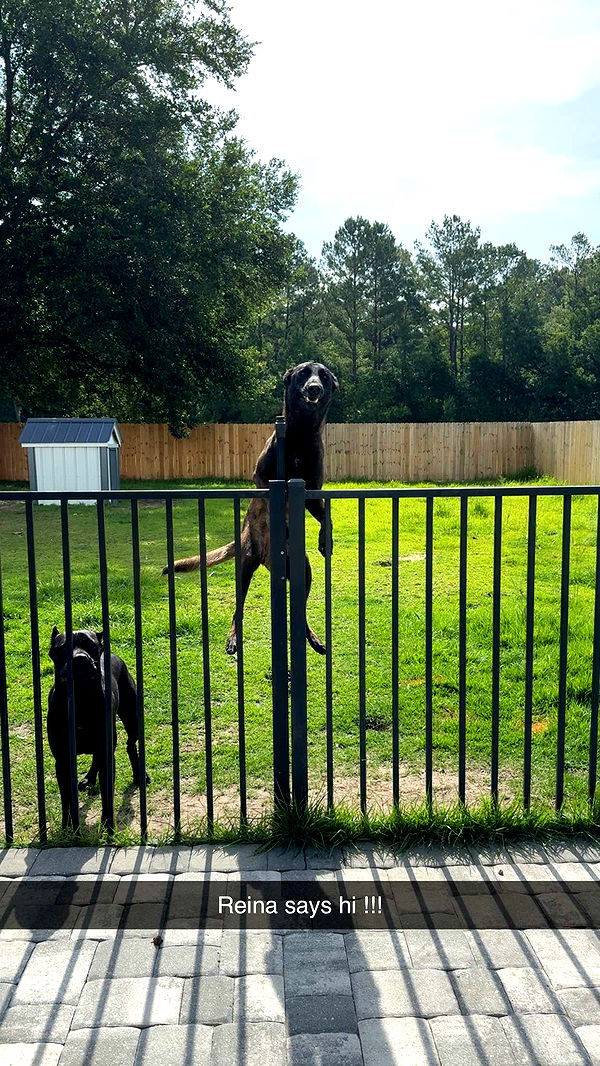 mckinley_1 image ~ Altpins